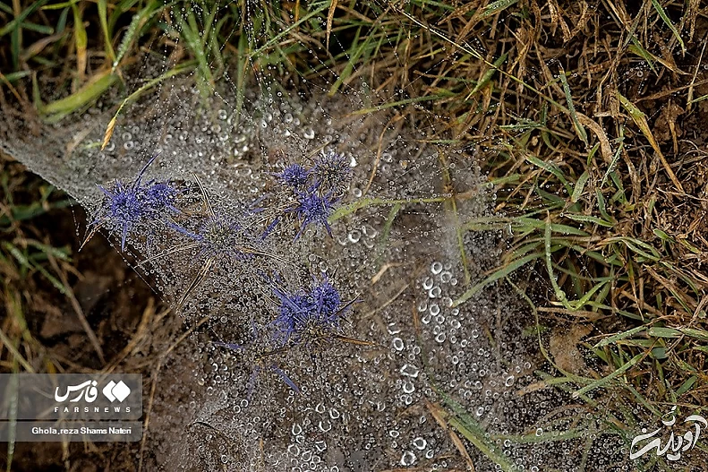 (تصاویر) همنشینی قطرات شبنم با تارهای عنکبوت